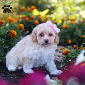 Nicole, Havapoo Puppy